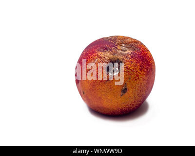 Single rotten nectarine with white fungus on skin isolated on white background. Selective focus. Stock Photo