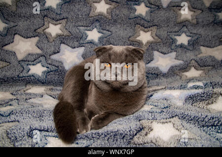 lop-eared Scottish cat with yellow eyes of gray color, on a star background Stock Photo