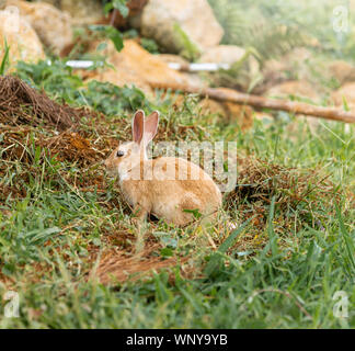 Brown rabbit is a mammal is on the lawn in nature in the morning of spring season Stock Photo
