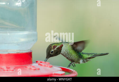 A hummingbird hovers while feeding on nectar from a hummingbird feeder in Redmond, Washington. Stock Photo