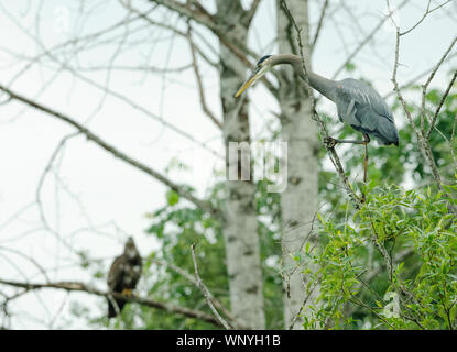 A Great Blue Heron looks down from the branch it is perched on as a juvenile eagle sits on a tree branch in the background along the Sammamish River. Stock Photo