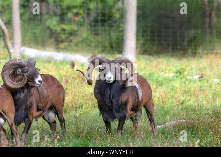 The mouflon (Ovis orientalis)  during mating season on game reserve. Stock Photo