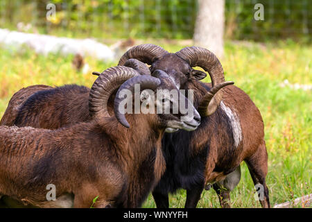 The mouflon (Ovis orientalis)  during mating season on game reserve. Stock Photo