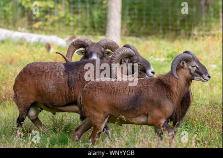 The mouflon (Ovis orientalis)  during mating season on game reserve. Stock Photo