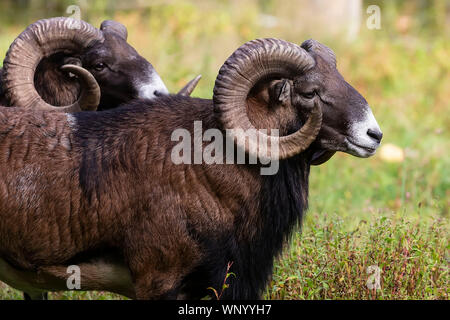 The mouflon (Ovis orientalis)  during mating season on game reserve. Stock Photo