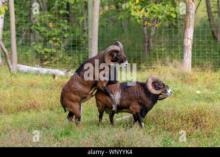 The mouflon (Ovis orientalis)  during mating season on game reserve. Stock Photo