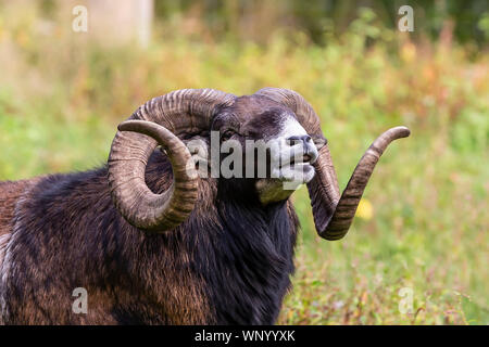 The mouflon (Ovis orientalis)  during mating season on game reserve. Stock Photo