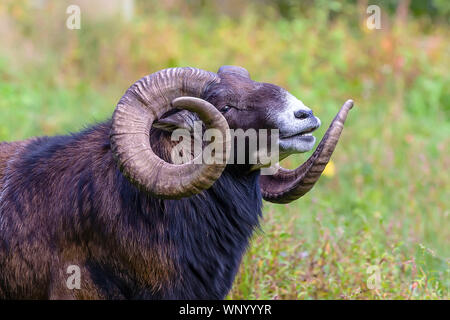 The mouflon (Ovis orientalis)  during mating season on game reserve. Stock Photo