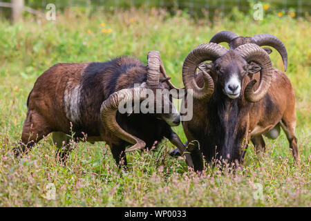 The mouflon (Ovis orientalis)  during mating season on game reserve. Stock Photo