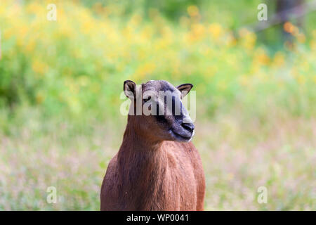 The mouflon (Ovis orientalis)  during mating season on game reserve. Stock Photo