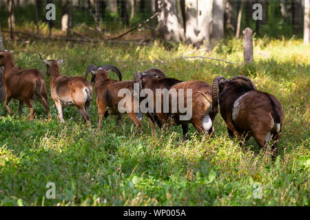 The mouflon (Ovis orientalis)  during mating season on game reserve. Stock Photo