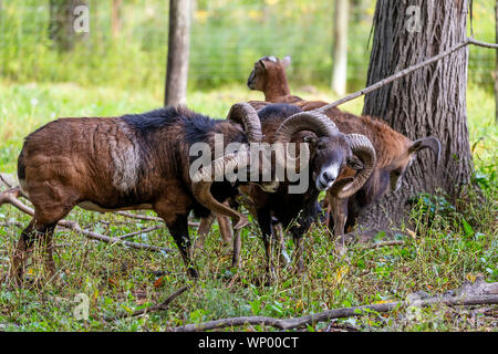 The mouflon (Ovis orientalis)  during mating season on game reserve. Stock Photo