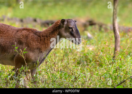 The mouflon (Ovis orientalis)  during mating season on game reserve. Stock Photo