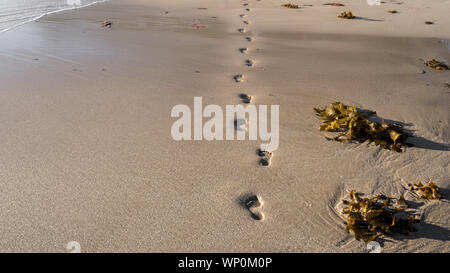 Foot steps in the wet sand on the beach Stock Photo