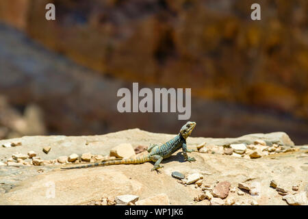Jordan, Ma'an Governorate, Petra. UNESCO World Heritage Site. Lizard sunbathing on a rock. Stock Photo