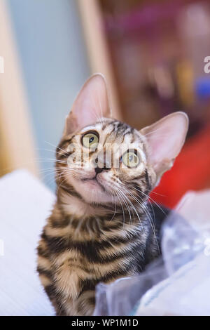 Photo of a purebred tabby and spotted bengal cat lying and looking forward in an apartment Stock Photo