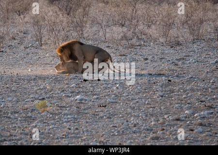 Lion and Lioness, MAle and Femal Mating or Breeding in Etosha National Park, Namibia, Africa Stock Photo