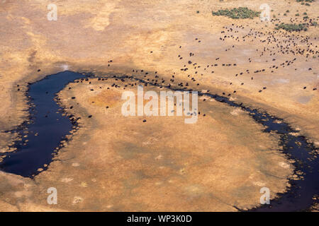 Aerial of Buffalo Herd on a Dry, Yellow Plain with Dark Blue River in Moremi Game REserve, Okvango Delta,  Botswana