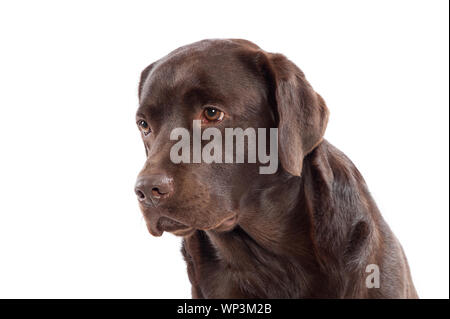 Close up headshot of a chocolate brown Labrador retriever puppy looking to the side with a calm expression isolated on white Stock Photo