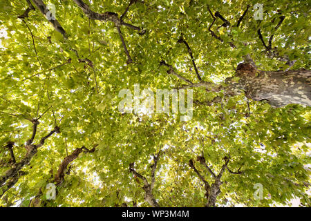Looking up into the leafy green tree canopy backlit by the summer sun in a full frame background view
