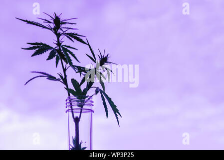 Cannabis leaf and bush in vitro. The concept of home grown hemp for oil, medical purposes. Medical laboratory Stock Photo