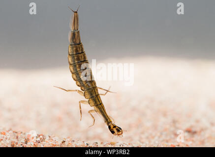 Lesser diving beetle larva Stock Photo