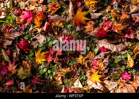 Colorful various Autumn fallen leaves on the ground. dried leaf cover surface of land. close-up, top view from above, multicolor beautiful seasonal Stock Photo