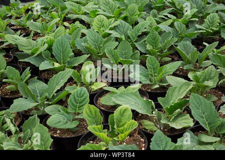 Rows of Gerbera plants (Gerbera) in containers inside greenhouse, Quebec, Canada Stock Photo