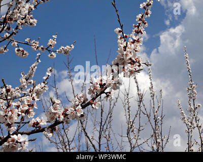 Blooming apple tree branch with large white flowers against the sky with clouds and other similar branches Stock Photo