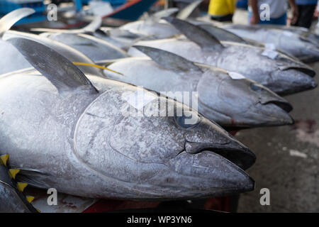 Yellowfin Tuna at the commercial Fishport of General Santos,Philippines. Stock Photo