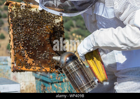 beekeeper collecting honey in a beehives. Stock Photo