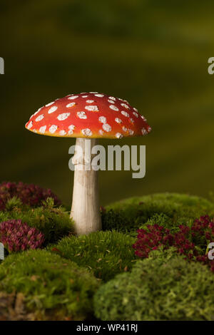 Closeup of red fly agaric toadstoels that can be used as fairy tale backgrounds Stock Photo