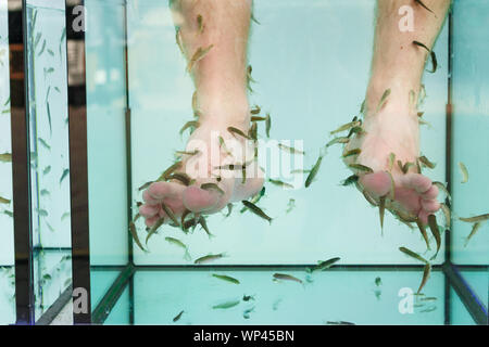 Close up view of fish and man feet in blue water. Pedicure fish spa. Rufa garra fish spa treatment Stock Photo