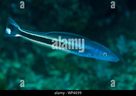 Blue Blanquillo, Malacanthus latovittatus, Gili Tepekong dive site, Candidasa, Bali, Indonesia Stock Photo