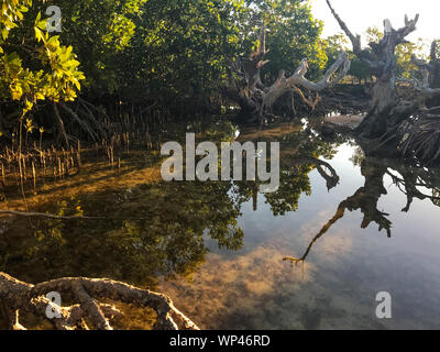 Mixed mangrove forest with trees, Avicennia pneumatophores and Rhizophora prop roots in a salt water pond with reflections in south Madagascar in July Stock Photo