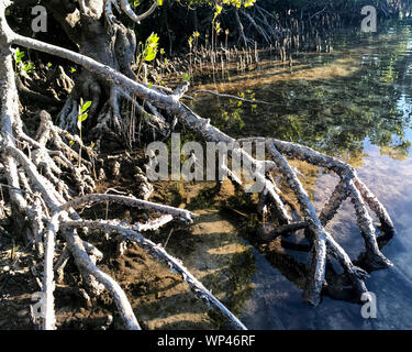 Mangrove Rhizophora prop roots and Avicennia pneumatophores in a forest in south Madagascar