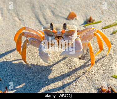 Single Ghost Crab, Ocepode sp, on a beach on Madagascar.  It is alert, and standing its grouind with a long shadow in the eveniong light.  Andavodoaka Stock Photo