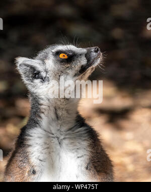 Sunbathing Ring-tailed lemur, Lemur catta, warming up in the morning in Isalo National Park, in the highlands of Madagascar in July.  Striking golden Stock Photo