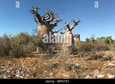 Baobab trees, Adansonia grandidieri, in the winter dry season with no leaves, near Andavadoaka in the spiny forest of south west Madagascar north of T Stock Photo