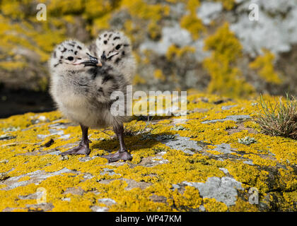Cute fluffy pair of Herring gull chicks, Larus argentatus, in the open on an orange lichen covered rock in the Farne Islands in June.  Northumberland, Stock Photo