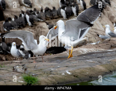 Pair of Herring Gulls, Larus argentatus, carrying out a pairing or mating dance bowing and flapping wings, on the Farne Islands, UK, on a flat rock wi Stock Photo