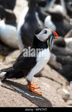 Adult puffin, Fratercula arctica, standing on a rocky coastline with a beakfull of fat sand eels for their chiicks in the nearby nesting burrows, farn Stock Photo