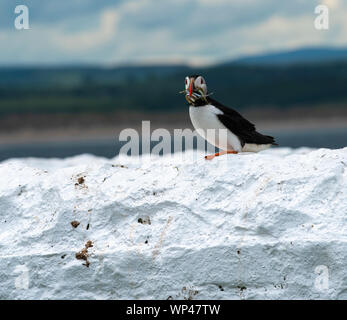 Adult puffin, Fratercula arctica, standing on a white wall with a beakfull of sand eels for their chiicks in the nearby nesting burrows, Stock Photo