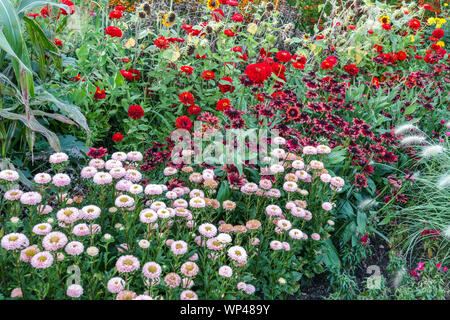 Annuals flowers, White China Aster, Red Zinnias, Dark red Rudbeckia Cherry Brandy in colorful summer bed Stock Photo