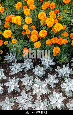 Annual flowers, French marigold, Dusty Miller Senecio Silver dust in bed, contrast colors Stock Photo