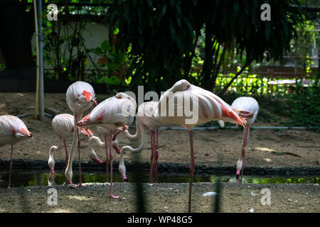 The colony of flamingos stand on the pool Stock Photo