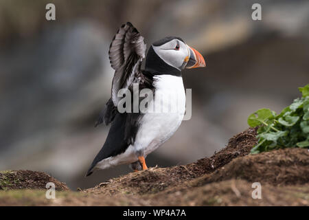 Atlantic puffin, Fratercula arctica, stretching its wings. Norway, Hornøya, June 2018 Stock Photo