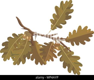 Oak tree branch with acorn and autumn colors oak leaves vector images isolated on white. Nature decoration of yellow and brown oak branch and acorn Stock Vector