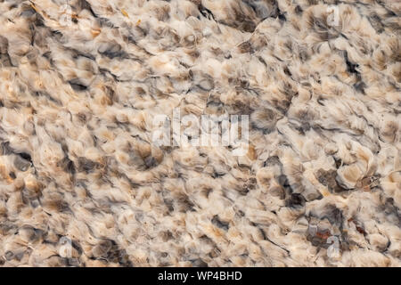 Closeup top view of the white algae plant fluttering in hot springs water. Stock Photo