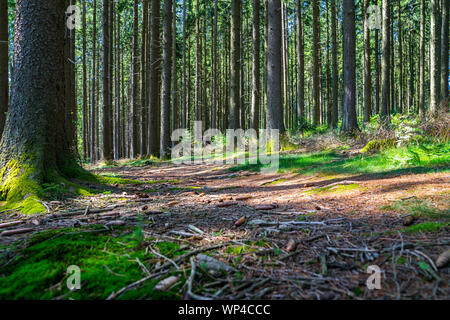 Germany, Magical green moss covered forest soil in warm afternoon sunlight shining through giant tree trunks in black forest nature landscape Stock Photo